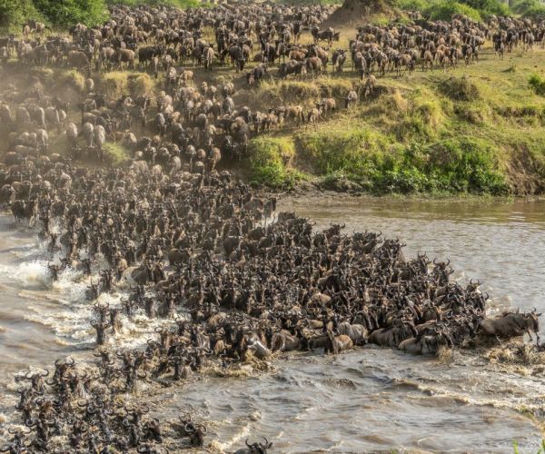 Wildebesst crossing the Mara River, Tanzania